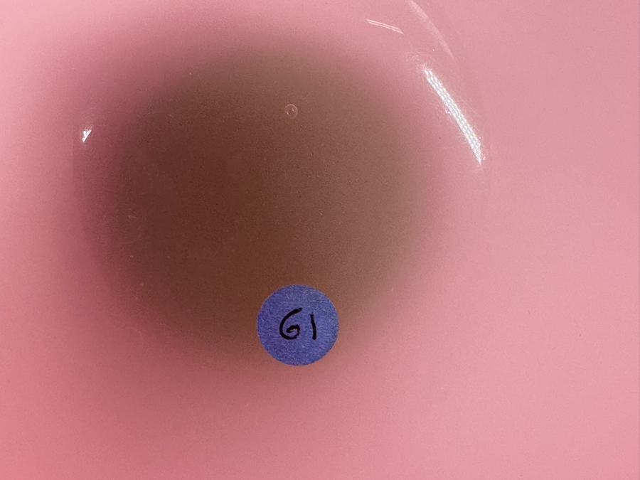 Antique Opaline Glass: Large Pink & Green Chalice With Gold Dots And Trim 11.5'H Appraised $475 [Photo 4]