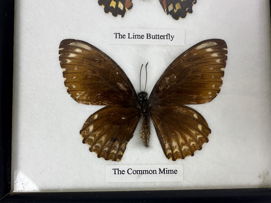 Shadowbox Framed Butterflies 6 X 14.5 [Photo 4]