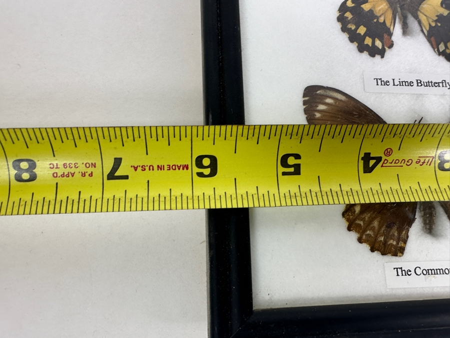 Shadowbox Framed Butterflies 6 X 14.5 [Photo 5]