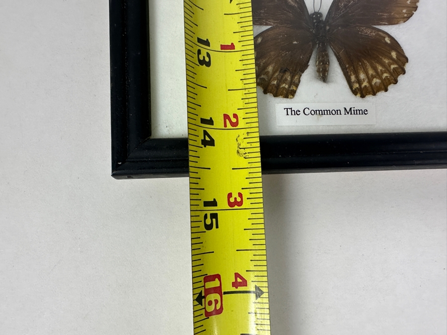 Shadowbox Framed Butterflies 6 X 14.5 [Photo 6]