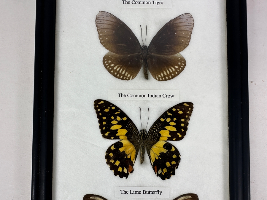 Shadowbox Framed Butterflies 6 X 14.5 [Photo 3]