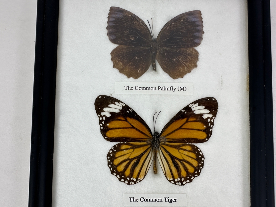 Shadowbox Framed Butterflies 6 X 14.5 [Photo 2]