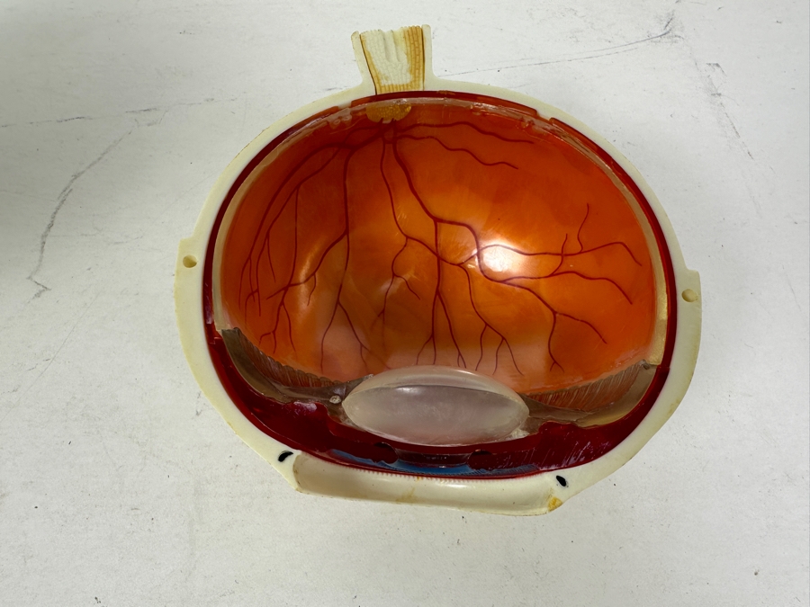 Anatomical Human Eye Model 7.5H [Photo 4]