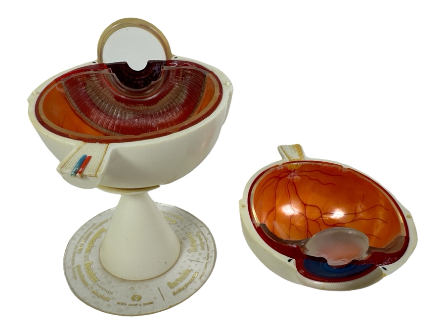 Anatomical Human Eye Model 7.5H [Photo 1]