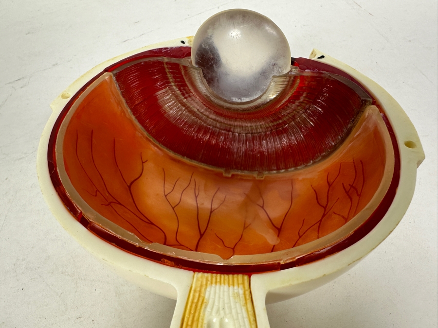 Anatomical Human Eye Model 7.5H [Photo 6]