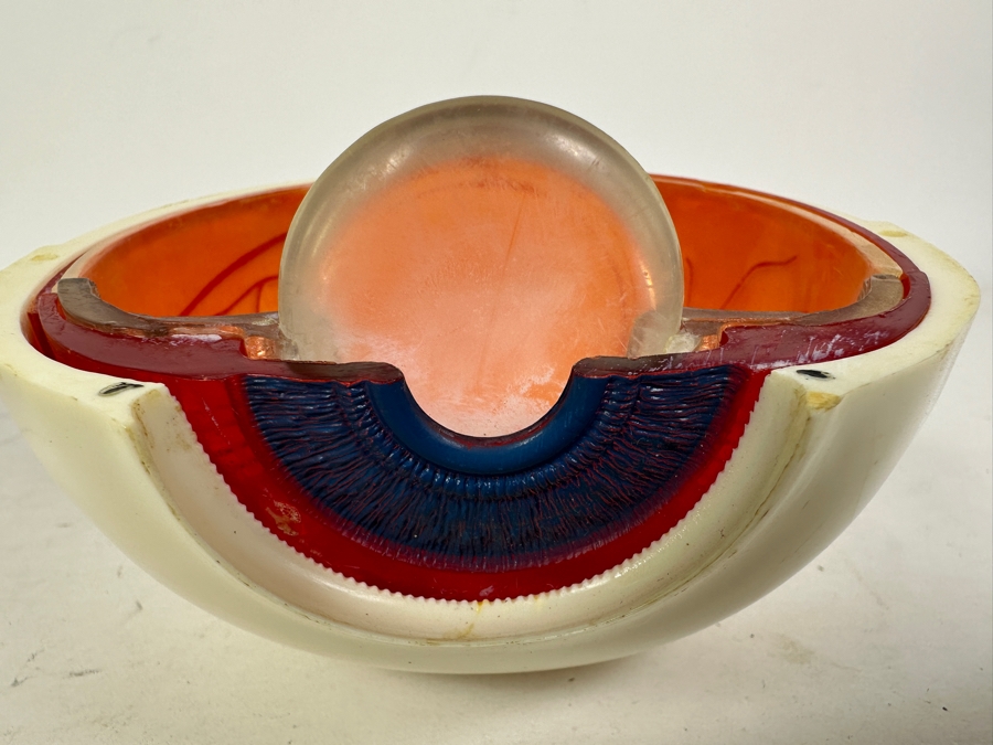 Anatomical Human Eye Model 7.5H [Photo 5]