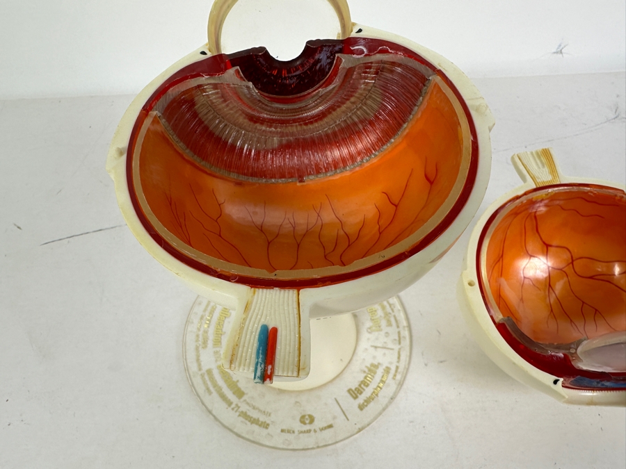 Anatomical Human Eye Model 7.5H [Photo 3]