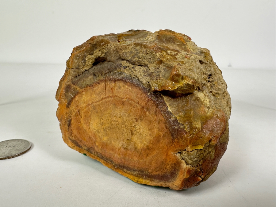 Pair Of Petrified Wood Pieces - Longer Piece Is 6.5'L [Photo 4]
