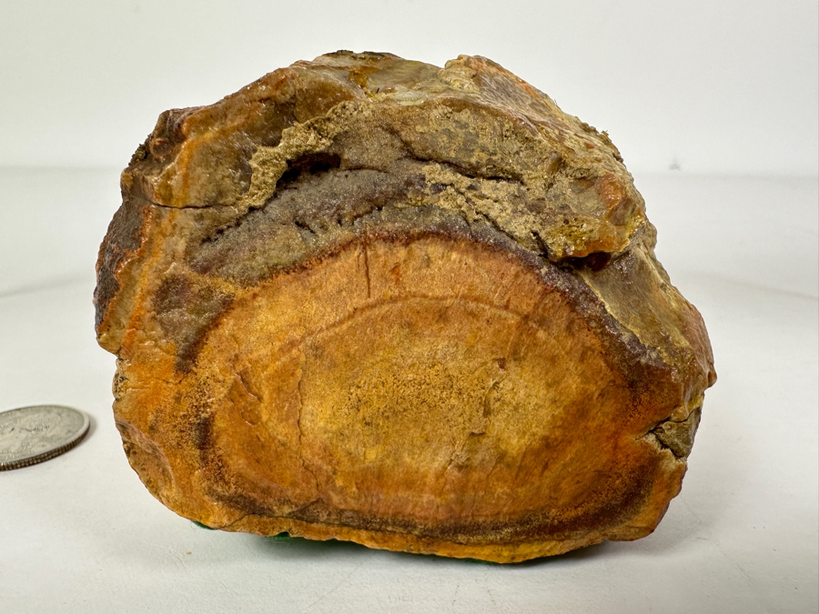 Pair Of Petrified Wood Pieces - Longer Piece Is 6.5'L [Photo 5]