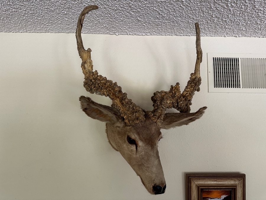 Vintage Deer Taxidermy 26'W X 29'H X 21'D [Photo 2]