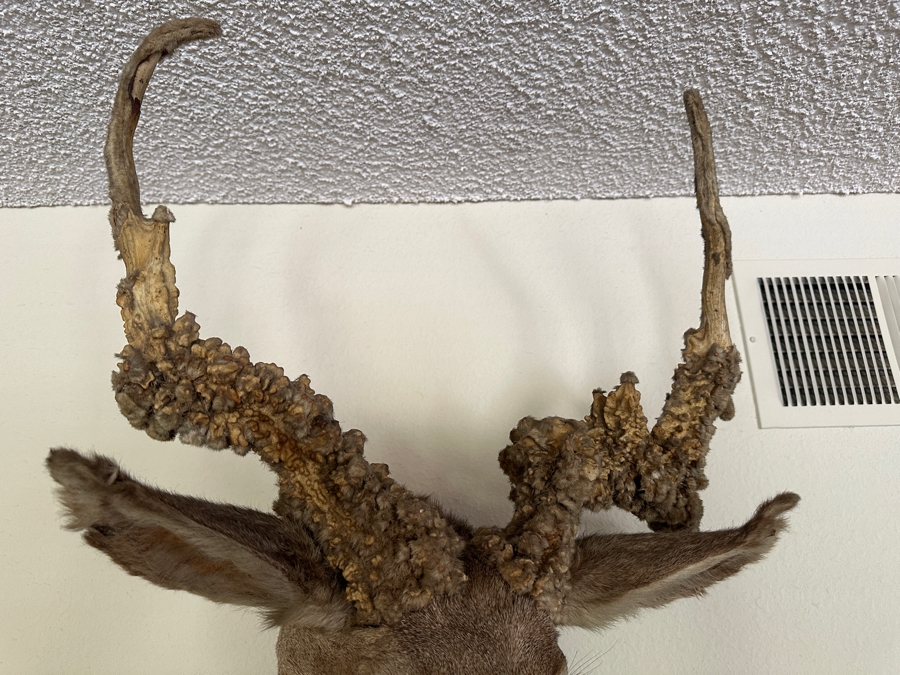 Vintage Deer Taxidermy 26'W X 29'H X 21'D [Photo 5]