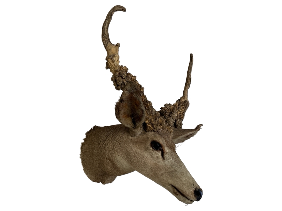 Vintage Deer Taxidermy 26'W X 29'H X 21'D [Photo 1]