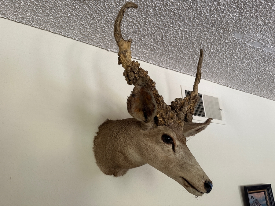Vintage Deer Taxidermy 26'W X 29'H X 21'D [Photo 3]
