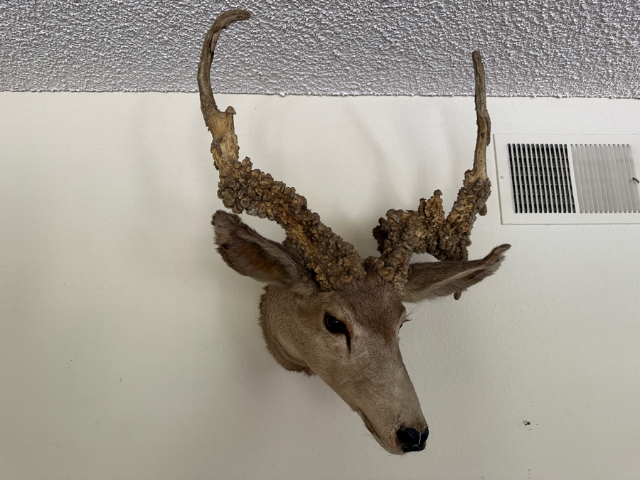 Vintage Deer Taxidermy 26'W X 29'H X 21'D [Photo 6]