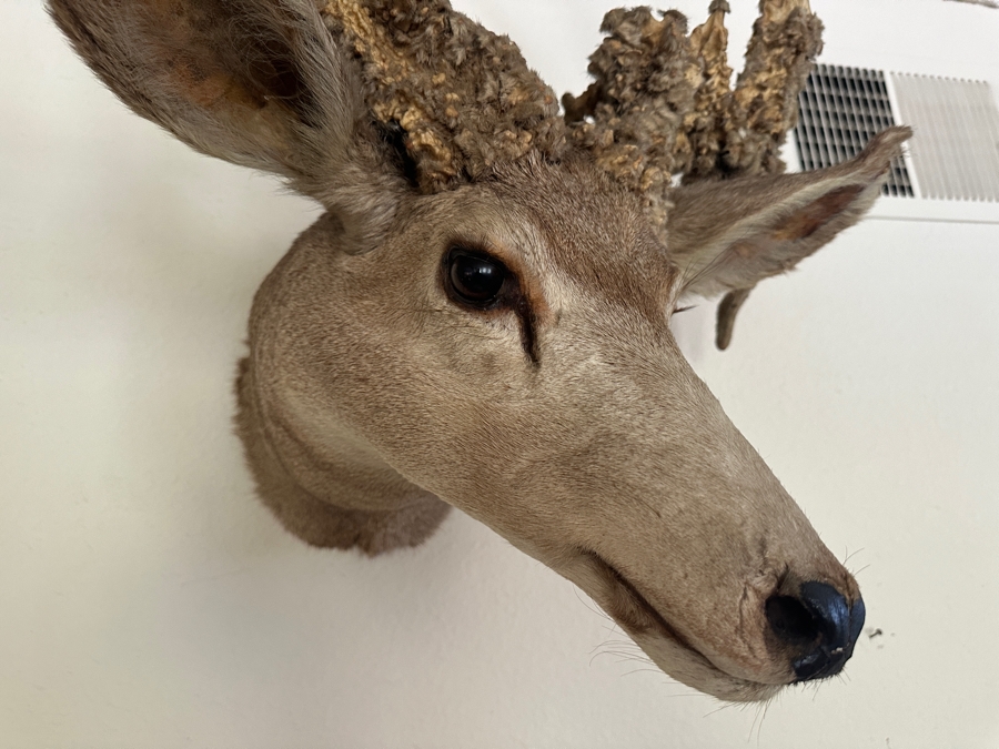 Vintage Deer Taxidermy 26'W X 29'H X 21'D [Photo 4]
