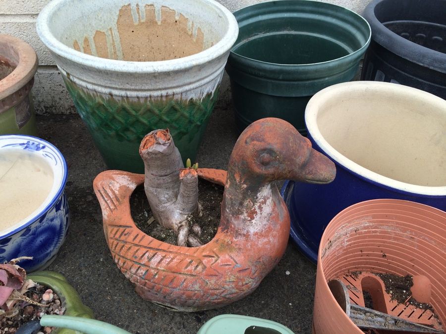 Huge Lot of Planting Pots [Photo 7]