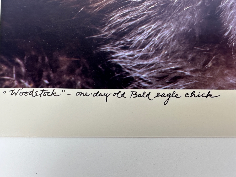 Dan Budnik (1933-2020, American) Signed Color Photograph Of One Day Old Bald Eagle Chick Oklahoma 1987 Ink Signed Dan Budnik 9.5 X 6.25 [Photo 3]