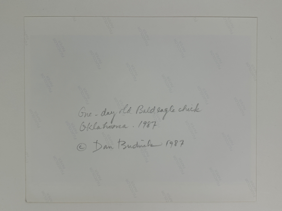 Dan Budnik (1933-2020, American) Signed Color Photograph Of One Day Old Bald Eagle Chick Oklahoma 1987 Ink Signed Dan Budnik 9.5 X 6.25 [Photo 6]