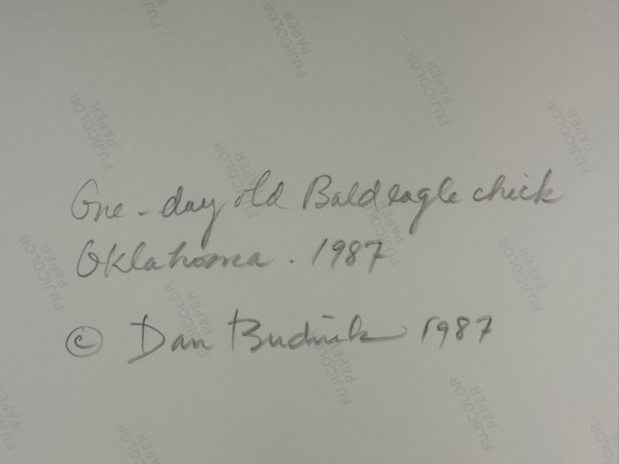 Dan Budnik (1933-2020, American) Signed Color Photograph Of One Day Old Bald Eagle Chick Oklahoma 1987 Ink Signed Dan Budnik 9.5 X 6.25 [Photo 7]
