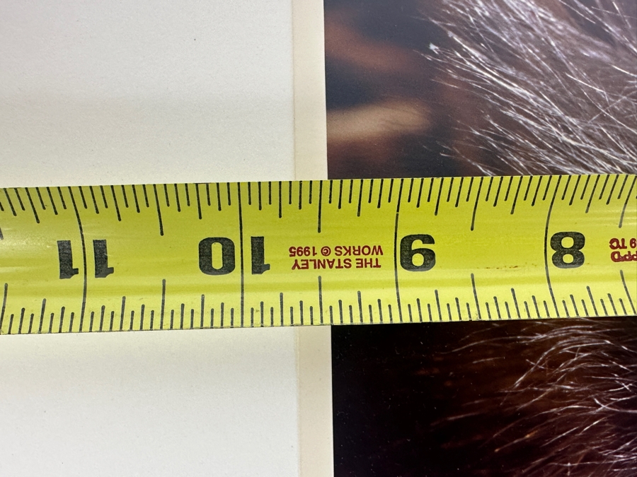 Dan Budnik (1933-2020, American) Signed Color Photograph Of One Day Old Bald Eagle Chick Oklahoma 1987 Ink Signed Dan Budnik 9.5 X 6.25 [Photo 4]