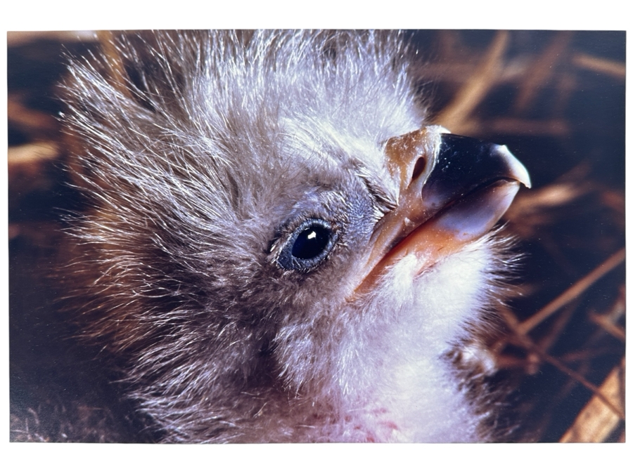 Dan Budnik (1933-2020, American) Signed Color Photograph Of One Day Old Bald Eagle Chick Oklahoma 1987 Ink Signed Dan Budnik 9.5 X 6.25 [Photo 1]