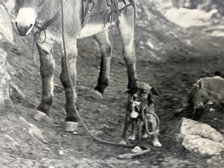 Kolb Brothers' Photography Studio On The South Rim Of The Grand Canyon Photograph In Original Kolb Brothers Frame 4.5 X 6.5	 [Photo 8]