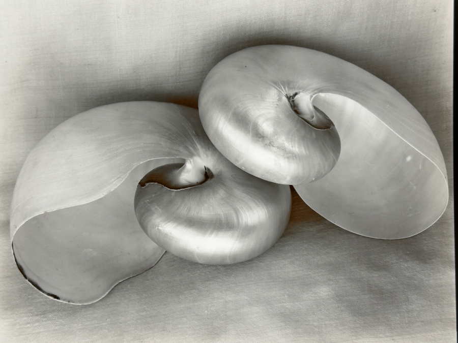 Olivia Parker (B. 1941, American) Two Nautiluses 1980 Gelatin Silver Photograph 9.5 X 7.5 Signed By Olivia Parker And Numbered 46 Of 59 Estimate $6,000-$10,000 [Photo 3]