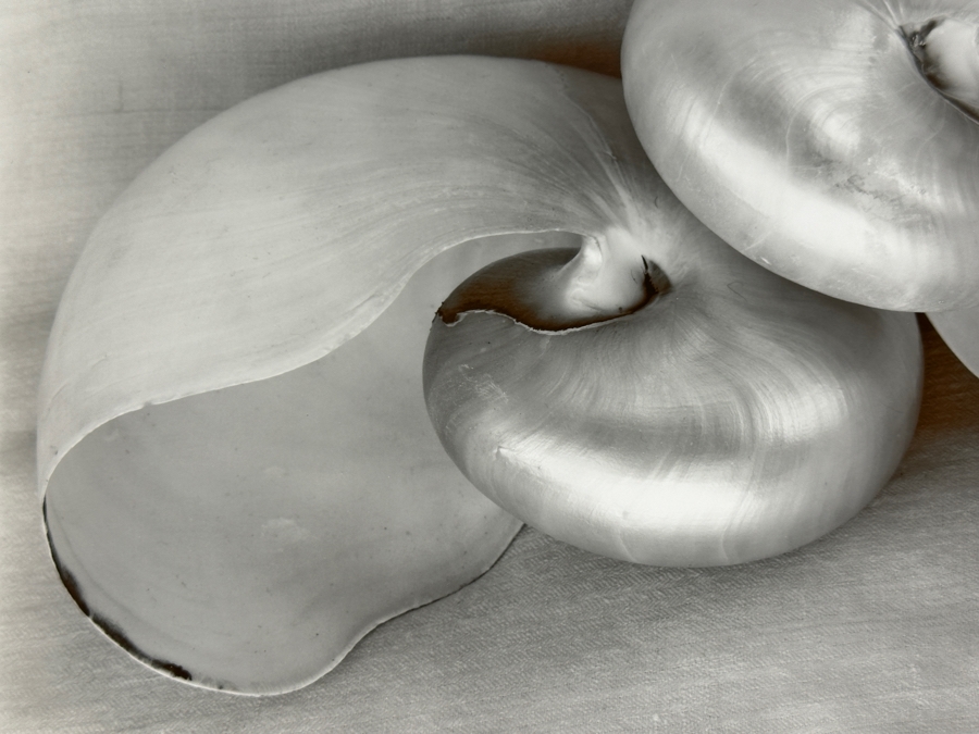 Olivia Parker (B. 1941, American) Two Nautiluses 1980 Gelatin Silver Photograph 9.5 X 7.5 Signed By Olivia Parker And Numbered 46 Of 59 Estimate $6,000-$10,000 [Photo 4]