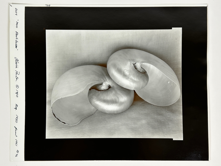 Olivia Parker (B. 1941, American) Two Nautiluses 1980 Gelatin Silver Photograph 9.5 X 7.5 Signed By Olivia Parker And Numbered 46 Of 59 Estimate $6,000-$10,000