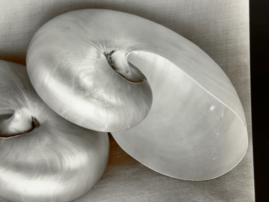 Olivia Parker (B. 1941, American) Two Nautiluses 1980 Gelatin Silver Photograph 9.5 X 7.5 Signed By Olivia Parker And Numbered 46 Of 59 Estimate $6,000-$10,000 [Photo 5]