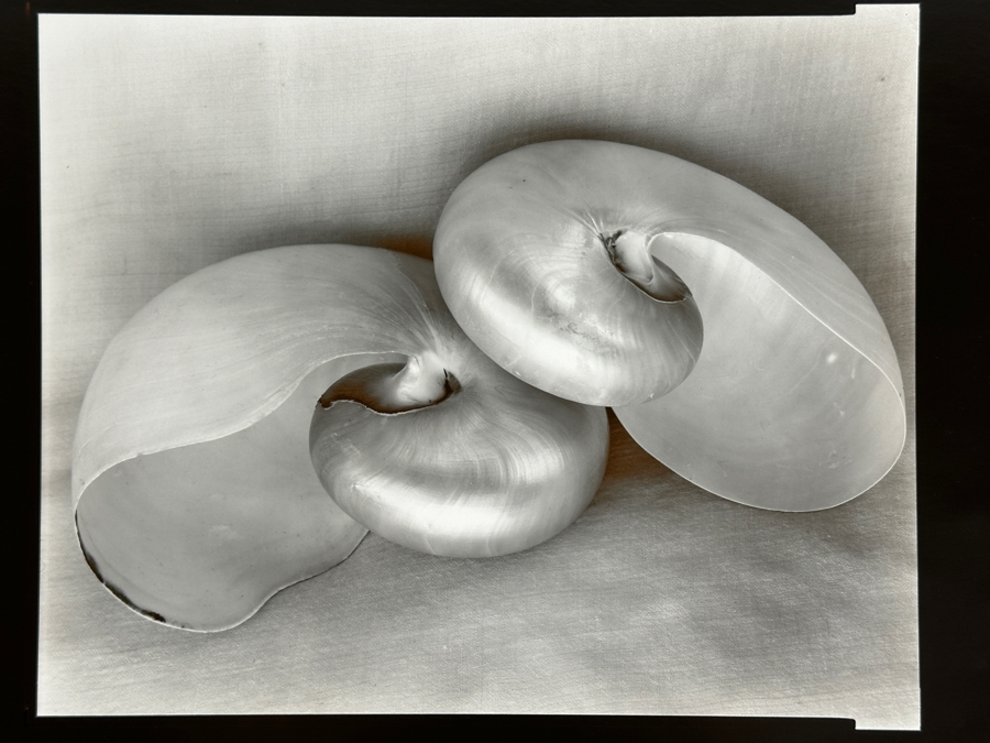 Olivia Parker (B. 1941, American) Two Nautiluses 1980 Gelatin Silver Photograph 9.5 X 7.5 Signed By Olivia Parker And Numbered 46 Of 59 Estimate $6,000-$10,000 [Photo 2]