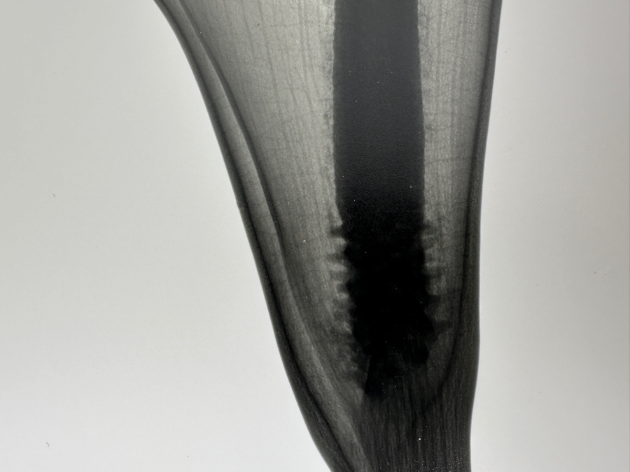 Vintage X-Ray Radiograph Photograph Of A Lily Flower 8 X 10 [Photo 9]