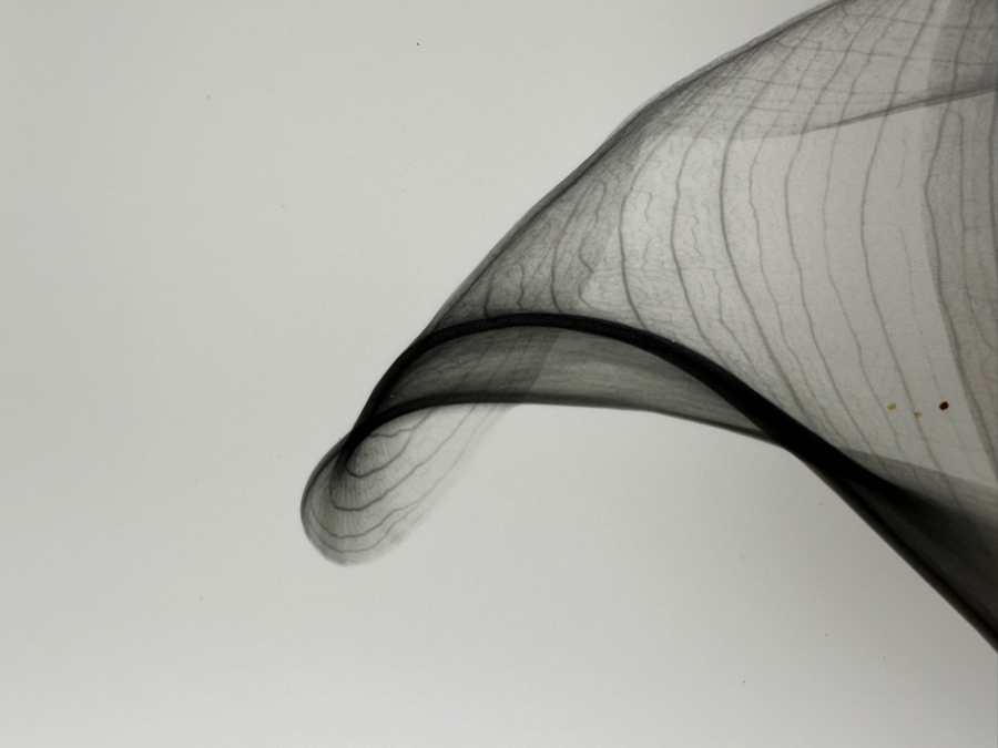 Vintage X-Ray Radiograph Photograph Of A Lily Flower 8 X 10 [Photo 10]