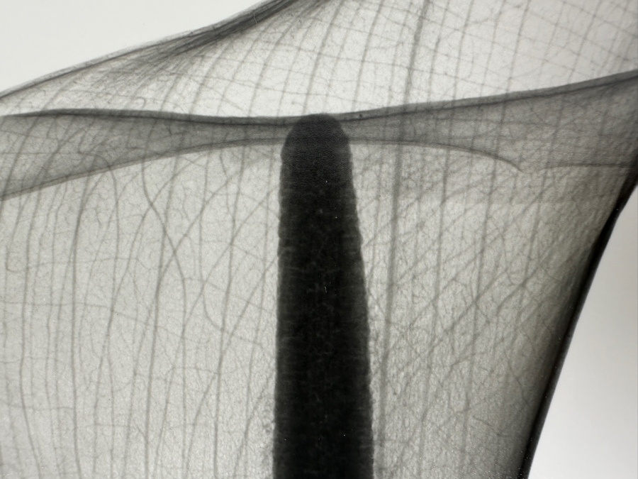 Vintage X-Ray Radiograph Photograph Of A Lily Flower 8 X 10 [Photo 8]