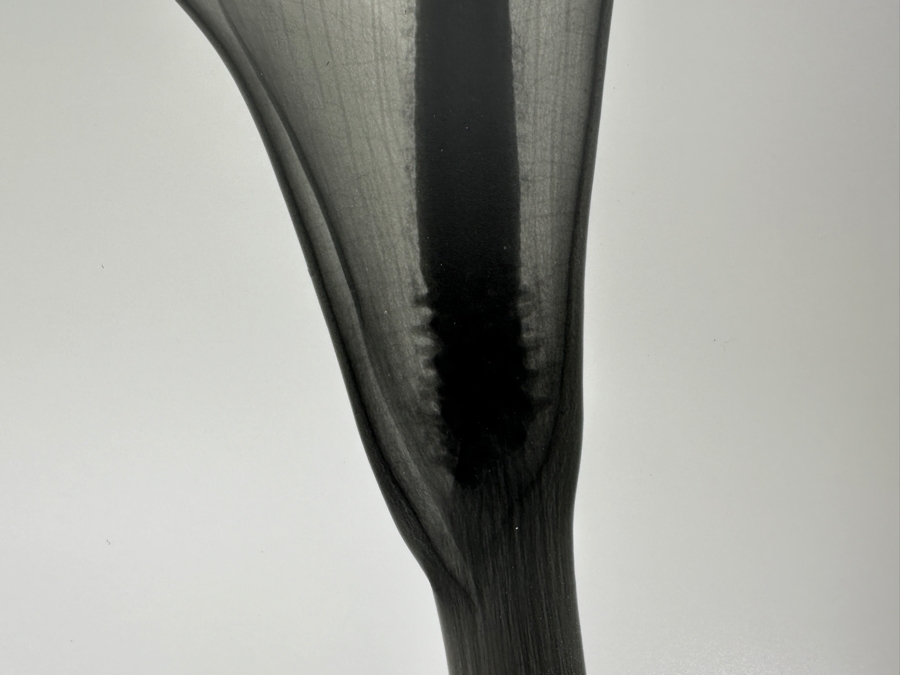 Vintage X-Ray Radiograph Photograph Of A Lily Flower 8 X 10 [Photo 4]