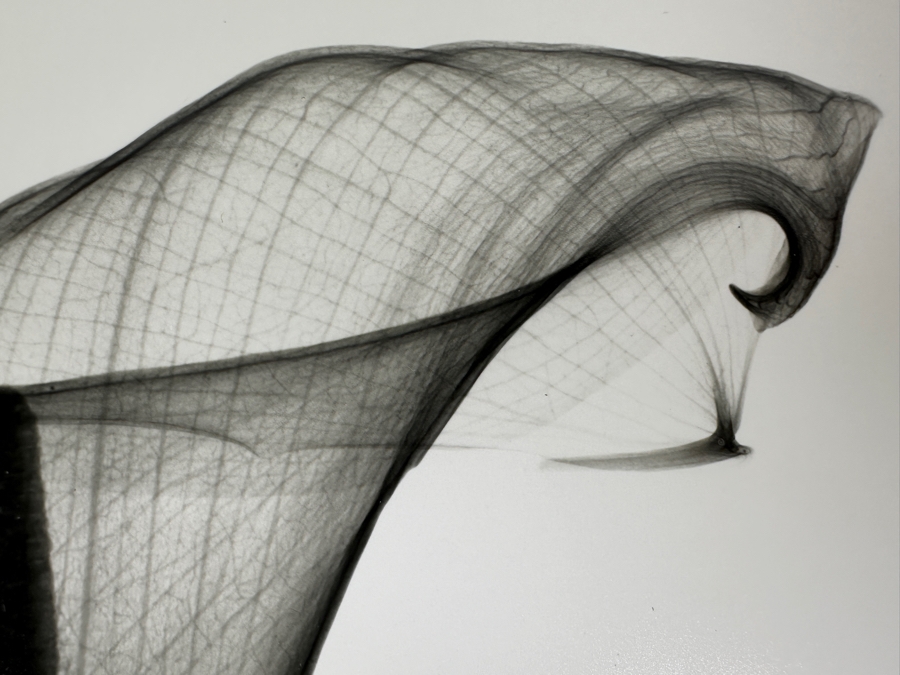 Vintage X-Ray Radiograph Photograph Of A Lily Flower 8 X 10 [Photo 7]