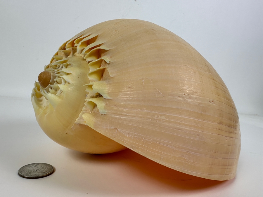 Large Crowned Volute Seashell 9' [Photo 4]