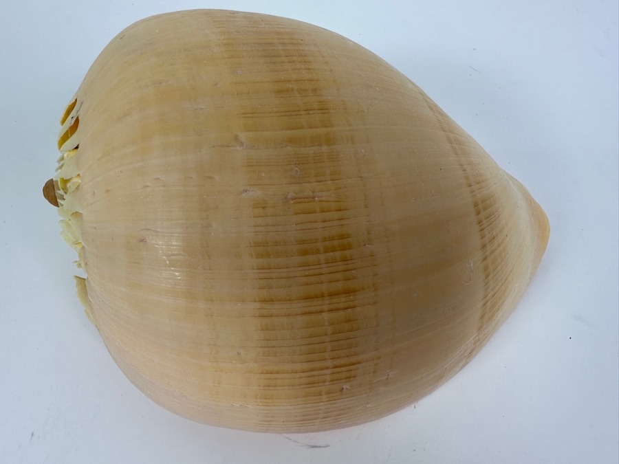 Large Crowned Volute Seashell 9' [Photo 6]