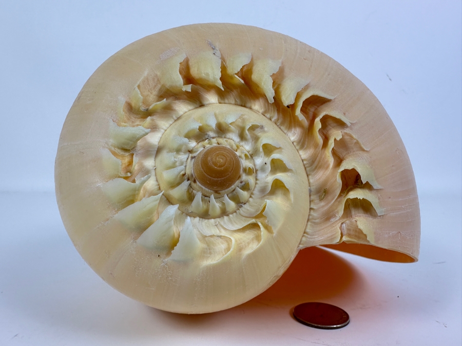 Large Crowned Volute Seashell 9' [Photo 2]