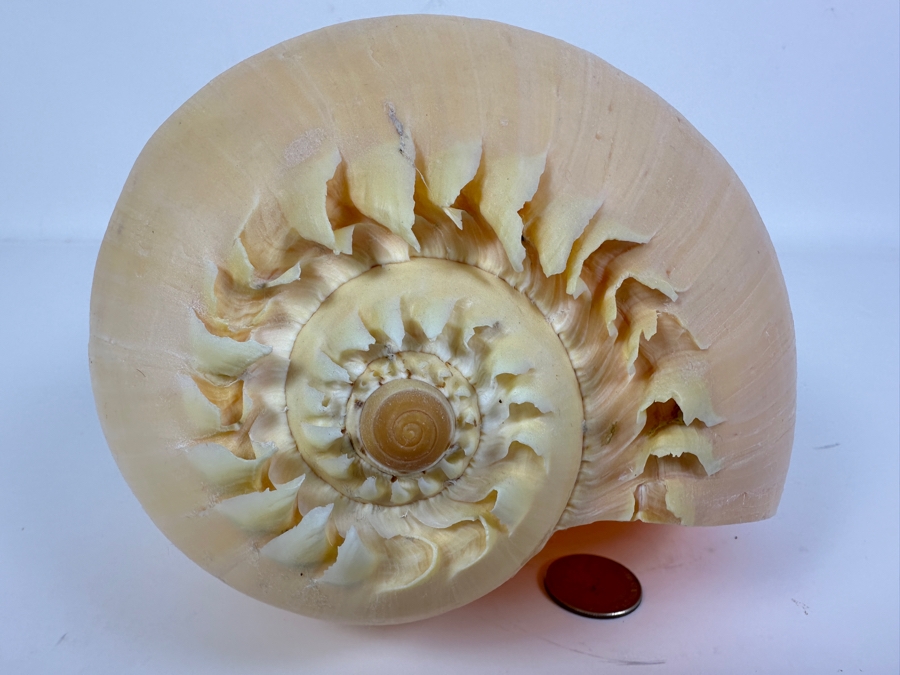 Large Crowned Volute Seashell 9' [Photo 3]