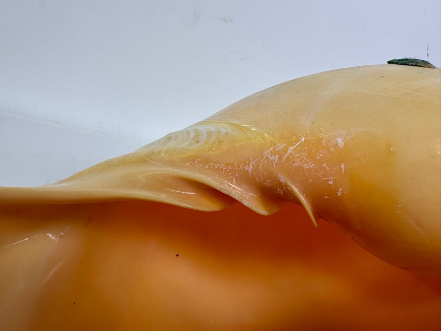 Large Crowned Volute Seashell 9' [Photo 9]
