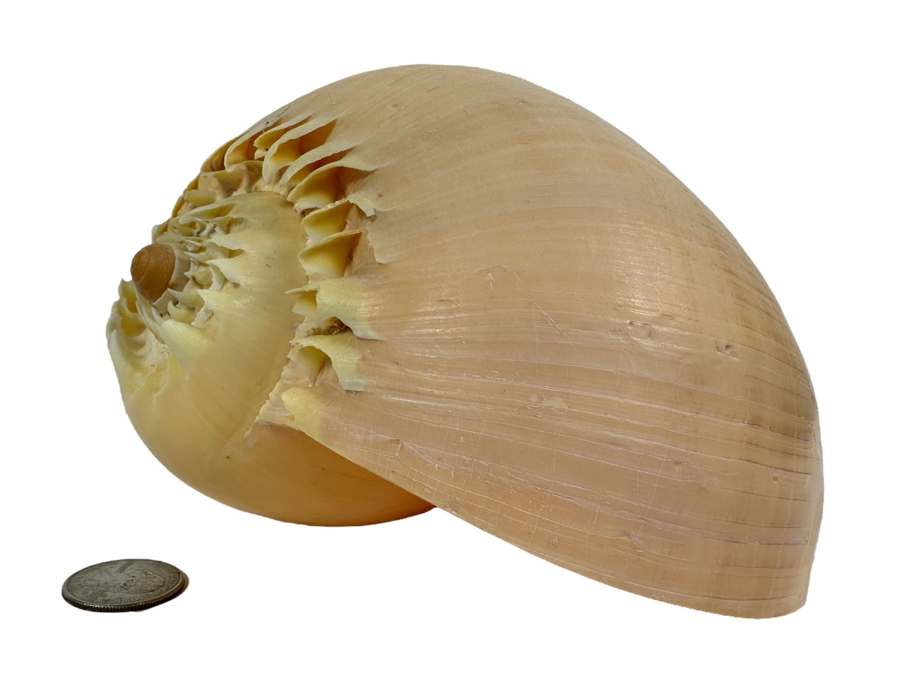 Large Crowned Volute Seashell 9' [Photo 1]