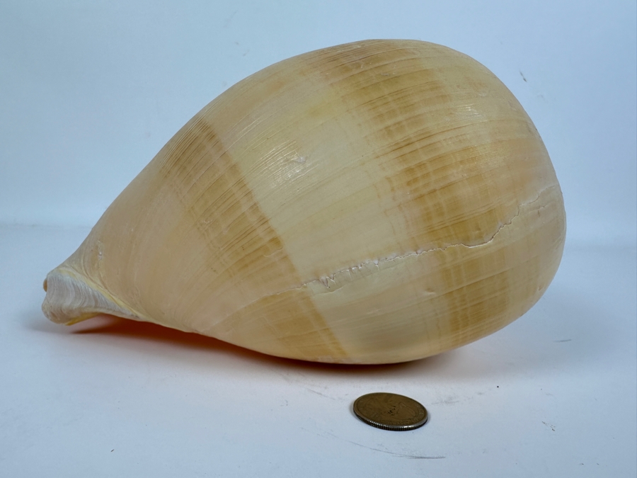 Large Crowned Volute Seashell 9' [Photo 5]