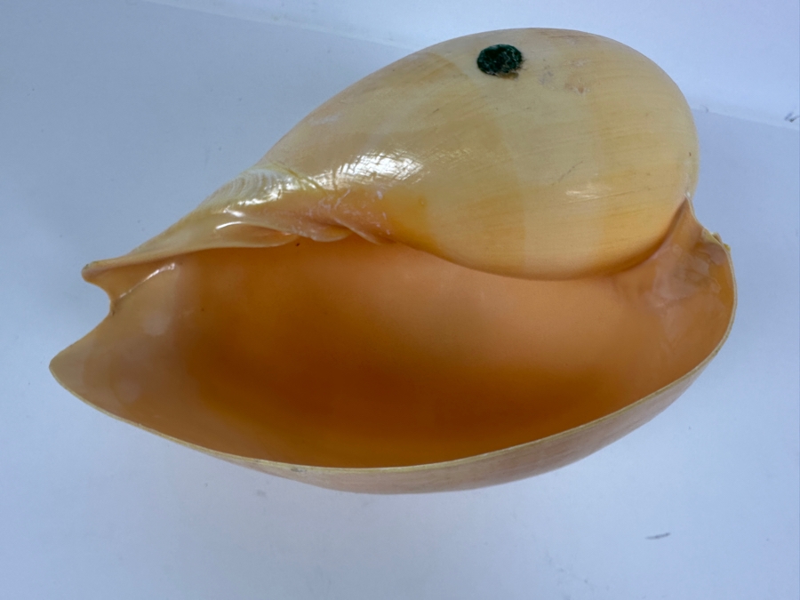 Large Crowned Volute Seashell 9' [Photo 7]