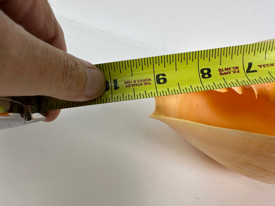 Large Crowned Volute Seashell 9' [Photo 8]