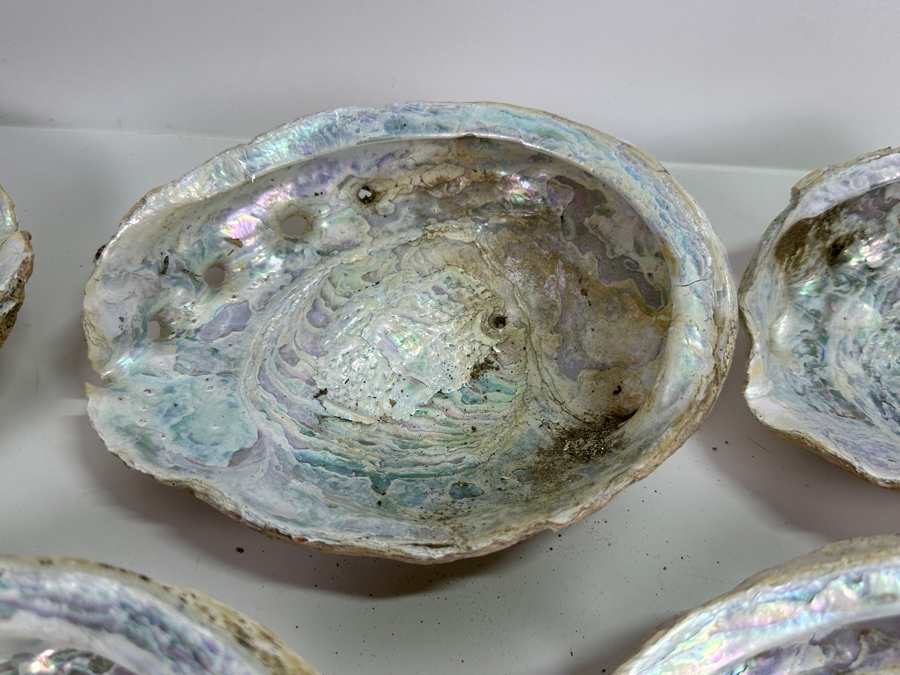 Collection of (12) Abalone Shells [Photo 10]