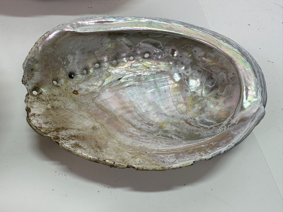 Collection of (12) Abalone Shells [Photo 11]