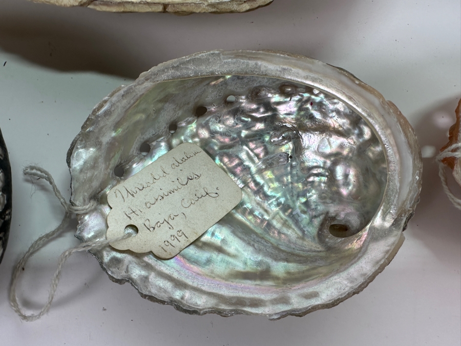 Collection of (12) Abalone Shells [Photo 6]