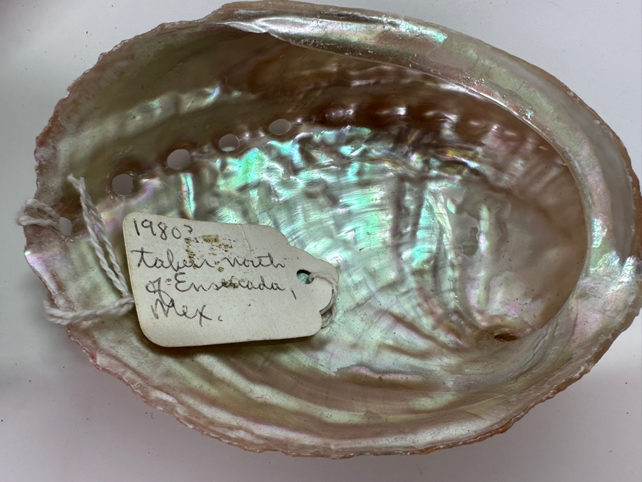 Collection of (12) Abalone Shells [Photo 7]