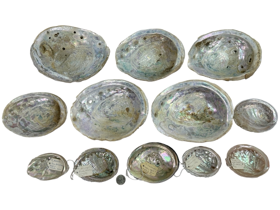 Collection of (12) Abalone Shells [Photo 1]